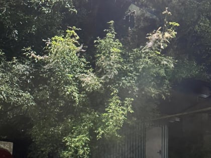 Борьба с белой бабочкой