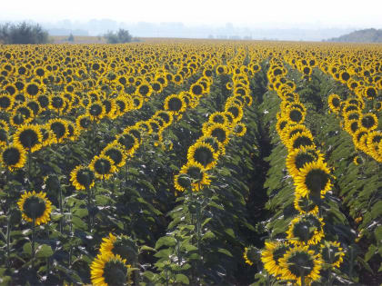 В Краснодарском крае урожай подсолнечника вырос на 25%