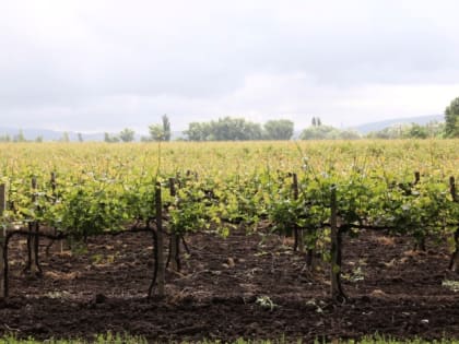 Около 1,6 тысяч гектаров новых виноградников заложат на Кубани в этом году