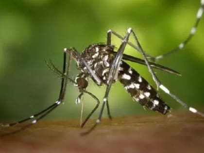 В Ростовской области опасную лихорадку Западного Нила обнаружили у 16 человек