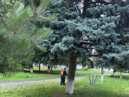 Дождь на паузе: в погодные окна бригады горхоза успевают ликвидировать назойливую траву в городе