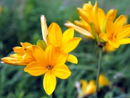 Какой будет погода на неделе в Краснодарском крае