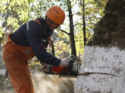 Краснодарские власти рассказали о ситуации с вырубкой деревьев на Западном обходе