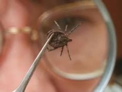 За полтора последних месяца клещи покусали уже около тысячи кубанцев