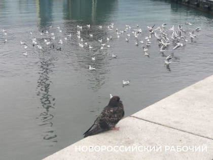 В Новороссийске ищут хозяина ливневки, на запахи которой жалуется все, кто бывает на набережной