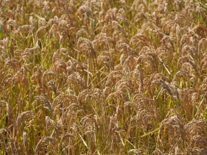 Увеличение посевных площадей под рис в Крыму