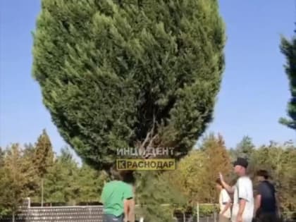 Толпа подростков погнула дерево в парке Галицкого