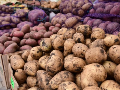 Осенний сезон ярмарок выходного дня стартовал в Краснодаре