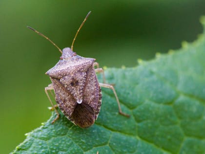 Коричнево-мраморный клоп