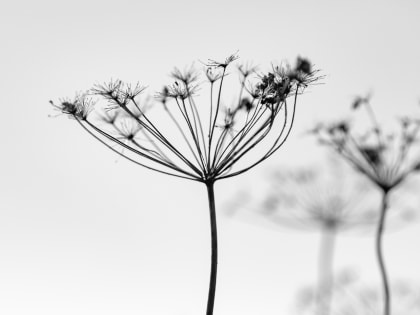 В России создали препарат для борьбы с раком из борщевика Сосновского