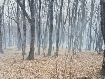 В Краснодарском крае потушили лесной пожар на площади 19 гектаров