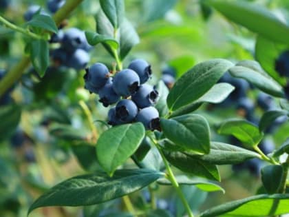 Юрий Бурлачко: Вопросы развития органического земледелия являются одними из приоритетных в работе депутатского корпуса