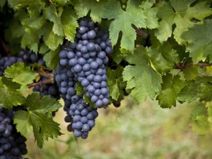 СОЛНЕЧНАЯ ЯГОДА БЕЗ ПРОБЛЕМ