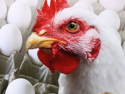 Фермеры Краснодарского края получат доступ к международным рынкам