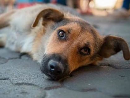 29 сентября в Пластуновском сельском поселении будет организован отлов бездомных собак