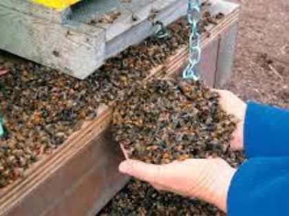 Россельхознадзор напоминает о важности и обязательности предварительного информирования о проведении обработки полей пестицидами и агрохимикатами