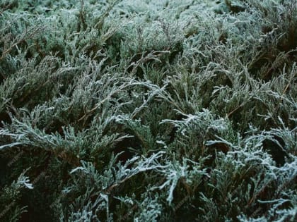 ​В Новороссийске варварски уничтожают можжевеловый лес