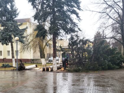 Сильный ветер повалил ель возле Дома культуры Кропоткина