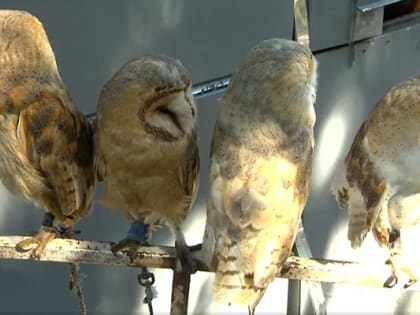 В Сочи продолжаются рейды по пресечению незаконных фотоуслуг с использованием животных