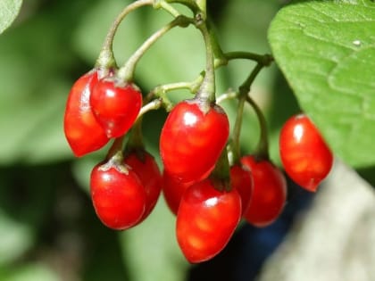 В лесах Сочи поспели ядовитые ягоды