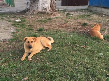 В соответствии с законом и принципом гуманности: Новороссийск получил финансирование на заботу о безнадзорных животных