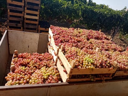 Новые таможенные пошлины помогли российскому виноделию и виноградарству – депутат Госдумы