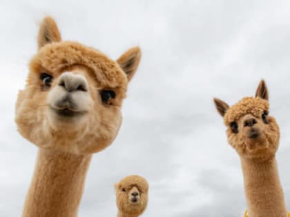 В центре Сочи открылся «Альпака парк»