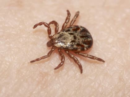 Клещи! Что нужно знать