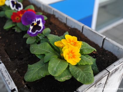 Расторгать договор, если не исправился! Глава Новороссийска потребовал проверить подрядчика на озеленении города