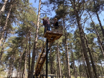 В сосновом бору микрорайона г.Кропоткина устанавливают светильники