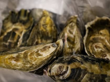 Эксперт считает, что употребление морепродуктов из зоны ЧС на Черном море будет опасным несколько лет
