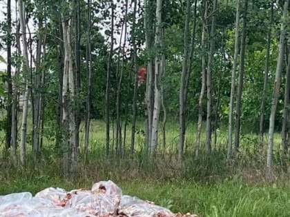 В Краснодаре ликвидировали свалку протухшего мяса