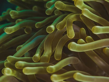 Новороссийцев запугивают очередной страшилкой. Теперь — бактерия-людоед. Верить или бояться?