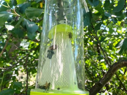 Внимание! Коричнево-мраморный клоп