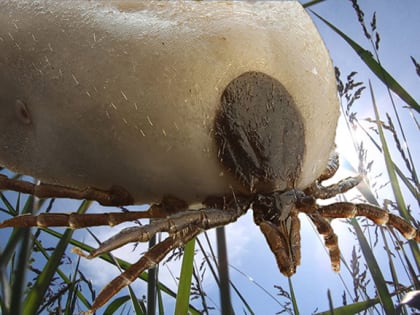 В Тихорецком районе «проснулись» клещи