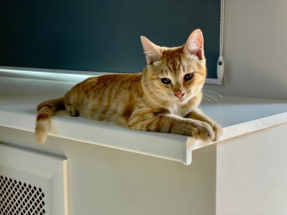 Коты из Крыма отправятся на службу к бойцам СВО