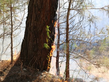 На Кубани продлен запрет на посещение лесов