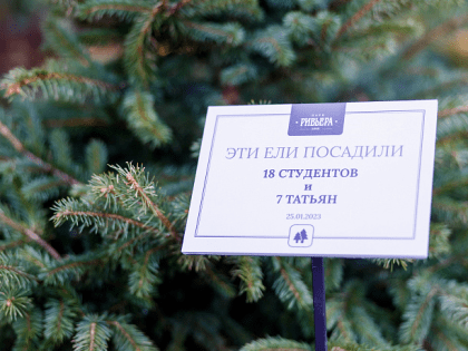 В Сочи студенты высадили живые ели в парке «Ривьера»