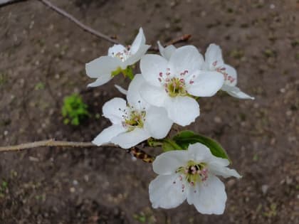 Дождливая неделя в Краснодаре