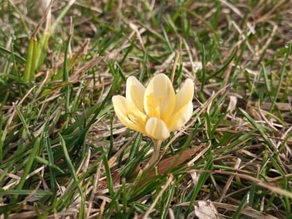 В Краснодаре пройдут лекции о бриллиантах, символизме цветов и женщинах в искусстве