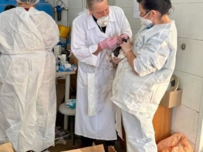 В волонтерском центре Анапы спасено свыше 350 птиц