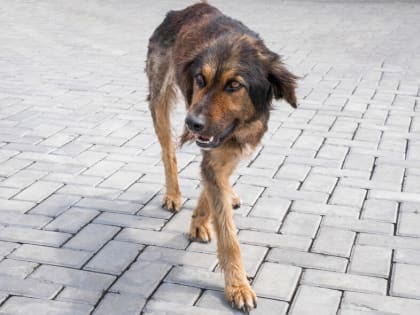 28 сентября во всем мире ежегодно отмечается Всемирный день борьбы с бешенством