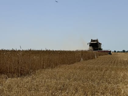 Поля бескрайние: краснодарские аграрии намолотили почти 52 тыс. тонн зерна