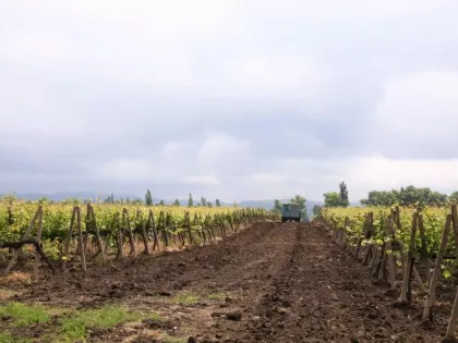 В 2025 году на Кубани заложат не менее 1,6 тысячи гектаров новых виноградников