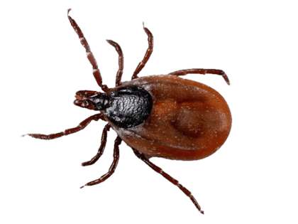 Внимание! Клещи!