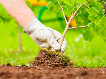 В Сочи появится «Сад дружбы», где каждый сможет высадить дерево