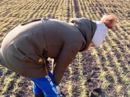 Состояние озимых зерновых культур – на контроле