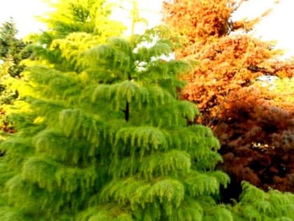 Власти Сочи объяснили вырубку уникального 70-летнего дерева