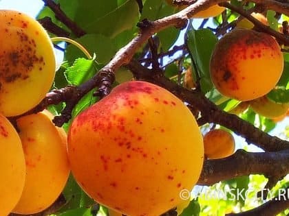 Клястероспориоз абрикоса, вишни и кармашки слив