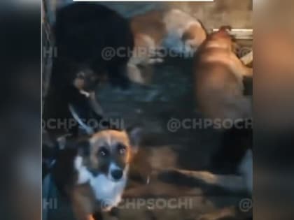 Жители Сочи заметили и «заблокировали» грузовик с полуживыми собаками